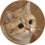 Image de STARECAT
