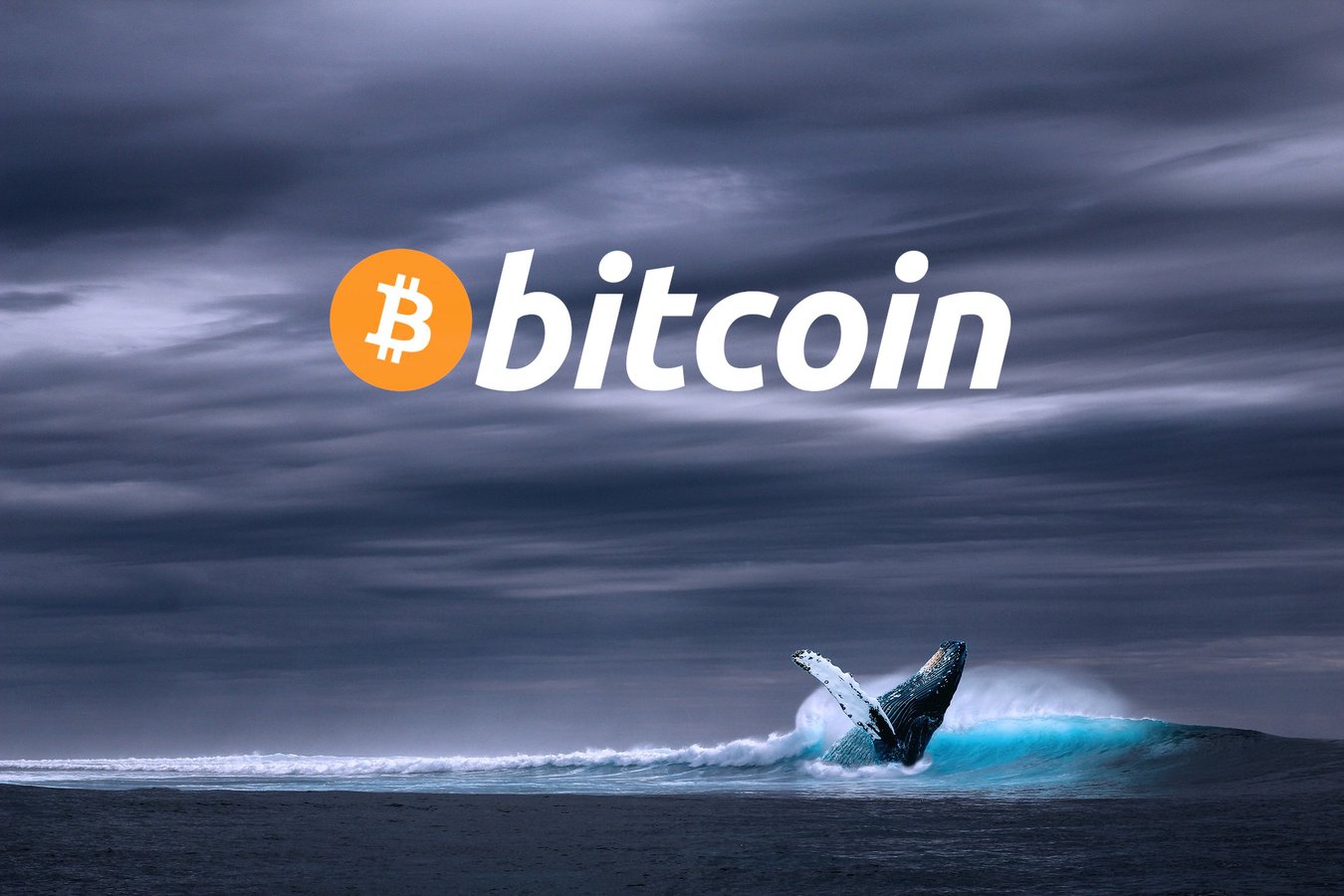 Bitcoin Whales Step In During the Market Drop to Buy at Discount Prices  from 