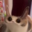 Bild von MEEP