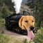 Imagen de DOGTRAIN