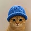 Image of CATWIF
