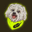 Image of BRODIE
