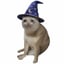 Görüntüsü WIZCAT