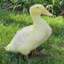 Image of LOUIE
