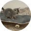 Image of SKATECAT