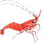 Image of SHRIMP