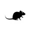 Image of RAT