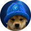 Ton dog WIF hat