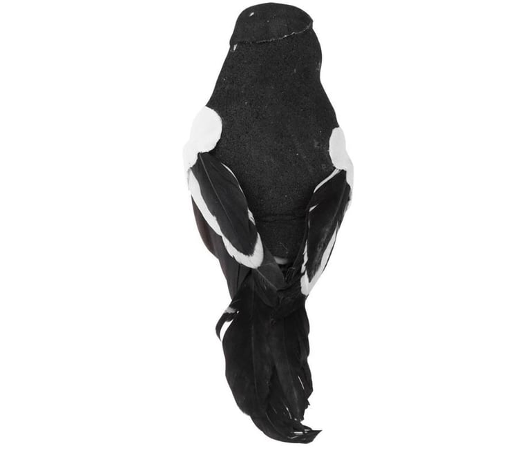 Productfoto
