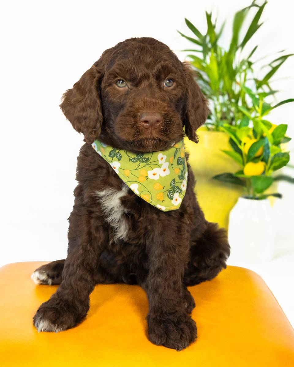 Pan — Chocolate with White Markings Goldendoodle puppy from Forever and Always Doodles, Virginia