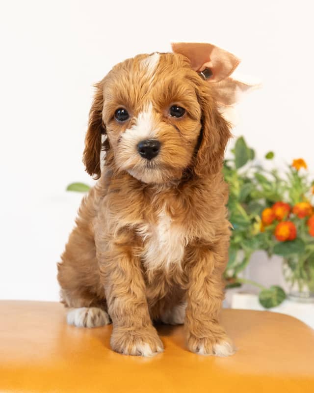 Jane, a Golden with White Markings Cockapoo puppy