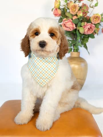 A Goldendoodle puppy