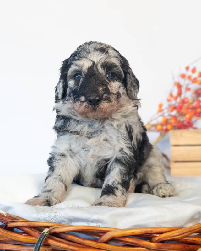 Dumbledore, a Blue Merle Goldendoodle puppy