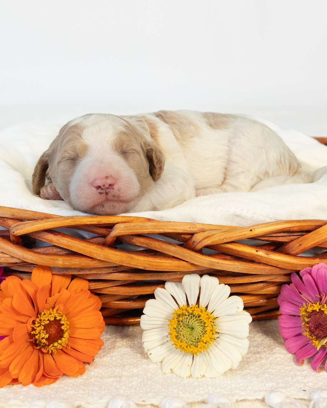 Jeep — Antigone × Sam — Goldendoodle litter from Forever and Always Doodles, Virginia