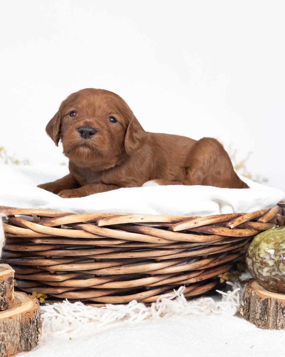 Cinnamon — Red with White Markings Goldendoodle puppy from Forever and Always Doodles, Virginia