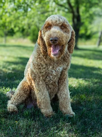 Margo, a Goldendoodle dam