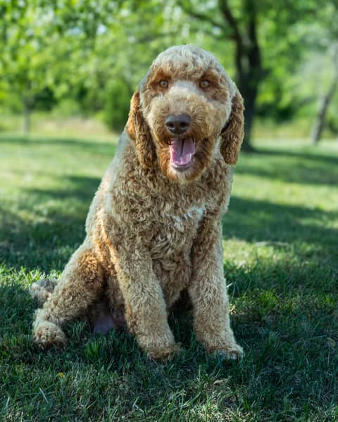 Margo, a Goldendoodle dam