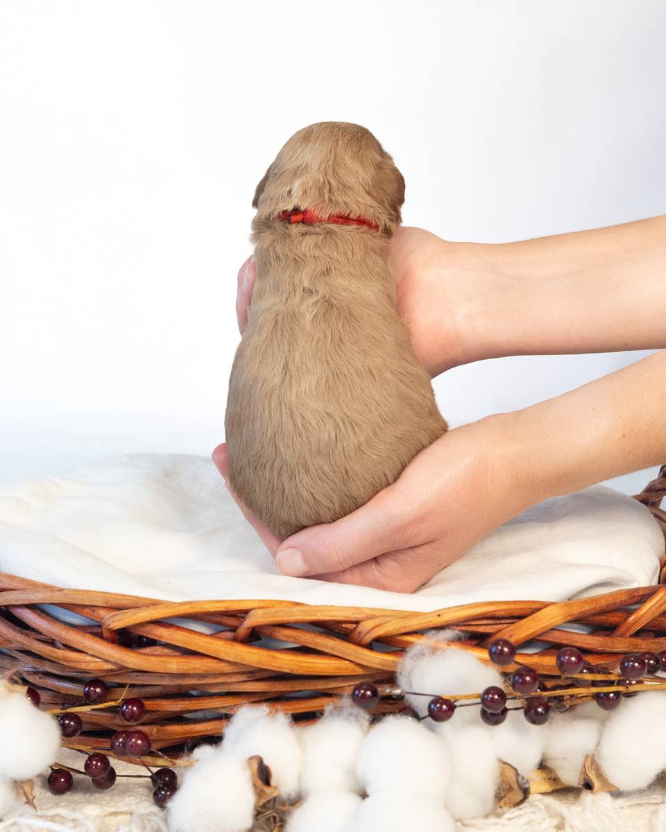Apple, a Golden Cockapoo puppy