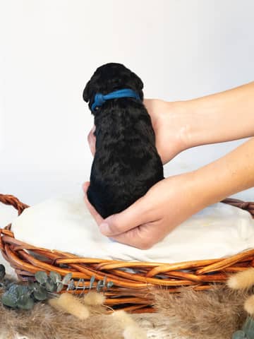 A Phantom Bernedoodle puppy