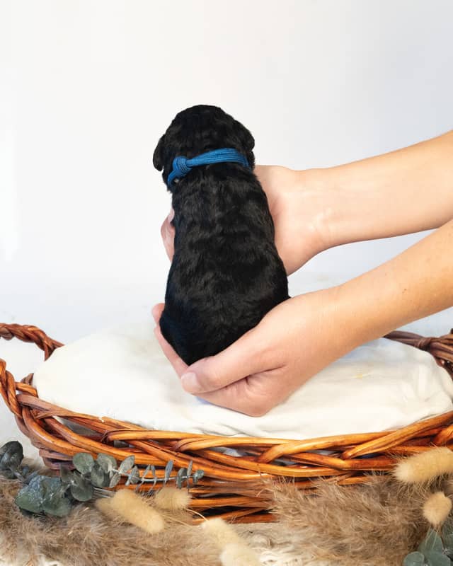 Thor, a Phantom Bernedoodle puppy