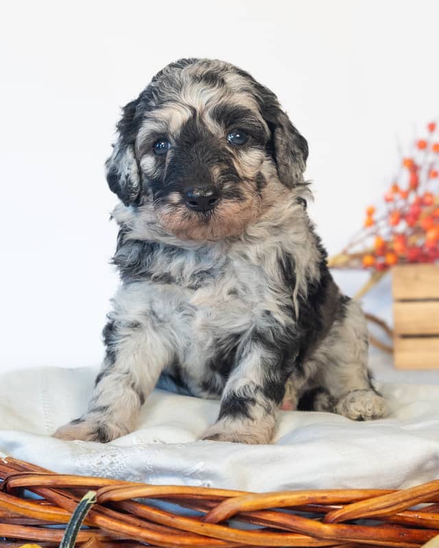 Dumbledore, a Blue Merle Goldendoodle puppy