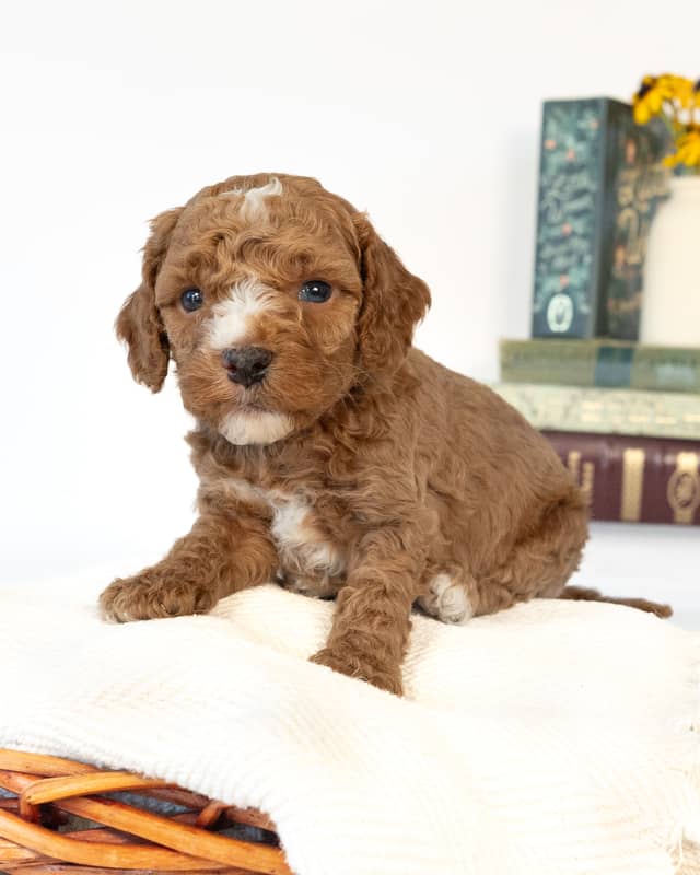 Doyle, a Golden with White Markings Cockapoo puppy