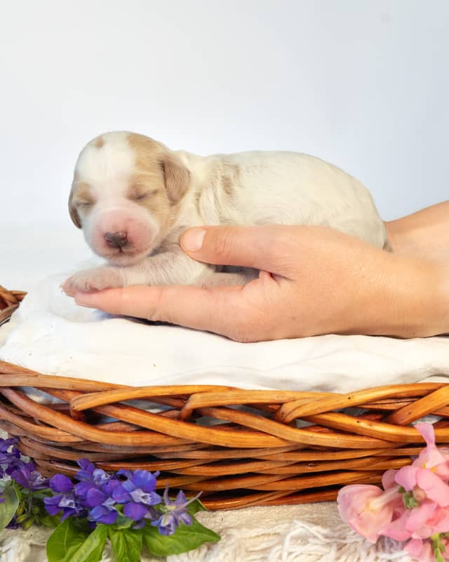 Cherry, a Golden Parti Goldendoodle puppy