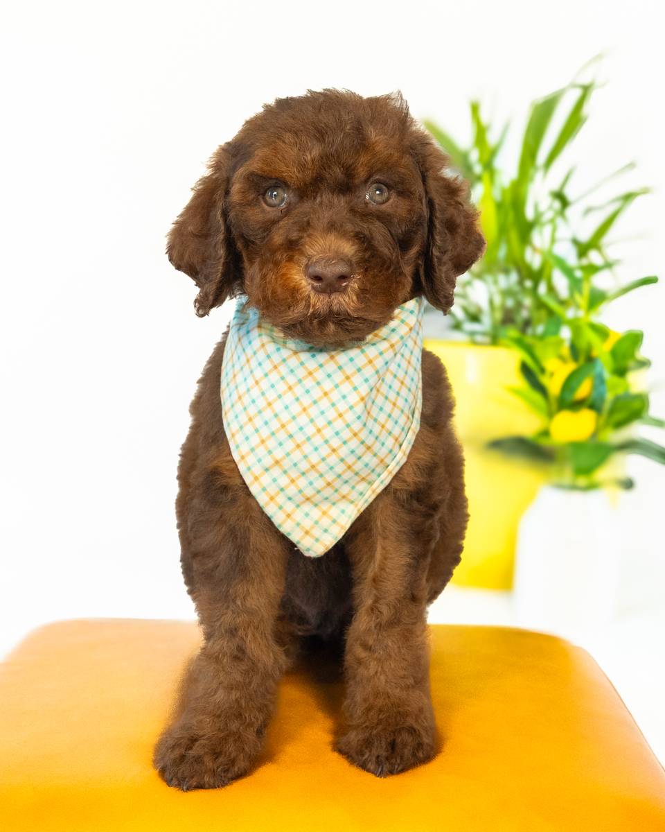 Curly — Chocolate Phantom Goldendoodle puppy from Forever and Always Doodles, Virginia