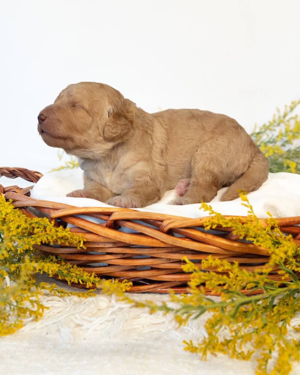 Ron, a Goldendoodle puppy