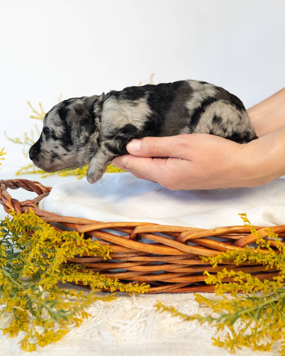 Dumbledore, a Blue Merle Goldendoodle puppy