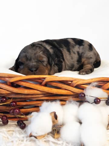 Streusel — Blue Phantom Merle Cockapoo puppy from Forever and Always Doodles, Virginia