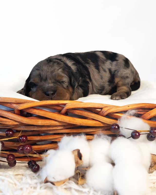 Streusel, a Blue Phantom Merle Cockapoo puppy