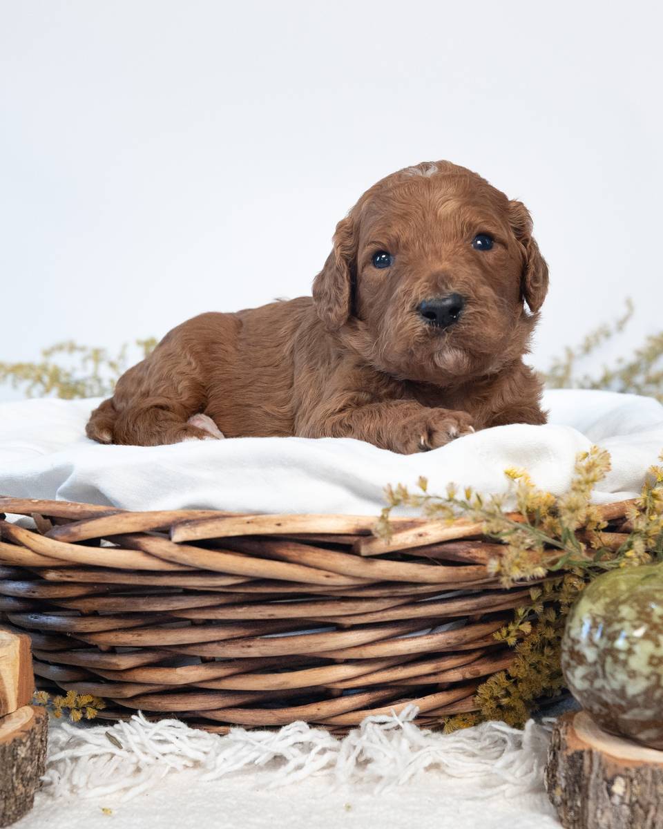 Pumpkin — Red with White Markings Goldendoodle puppy from Forever and Always Doodles, Virginia