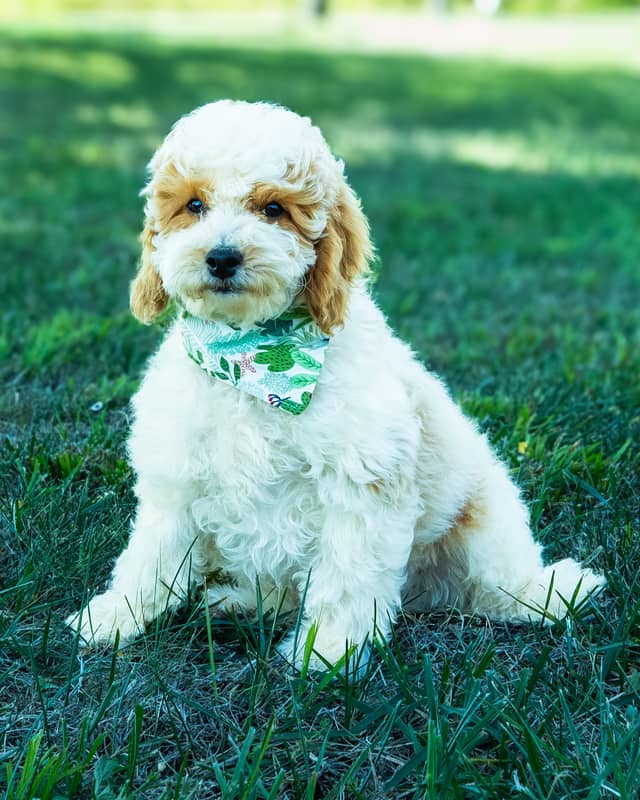 Wentworth, a Golden Parti Cockapoo puppy