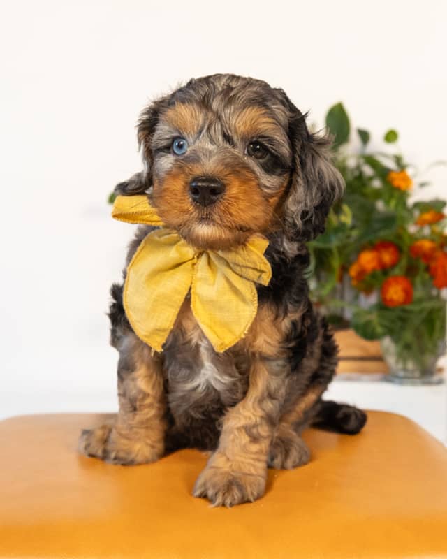 Dickens, a Blue Merle Phantom with White Markings Cockapoo puppy
