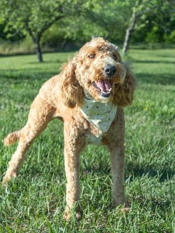 Antigone, a Goldendoodle dam