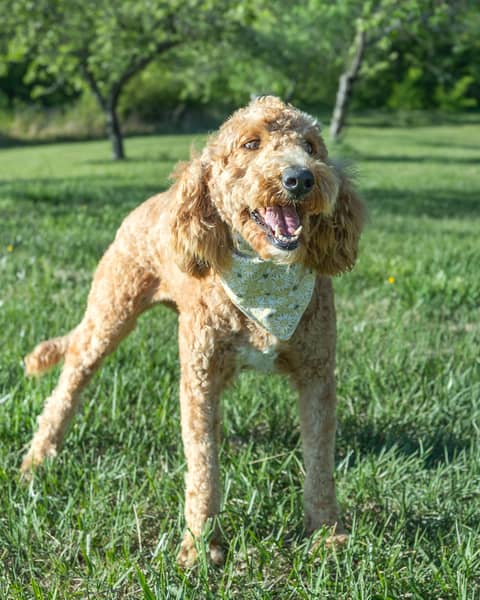 Antigone, a Goldendoodle dam