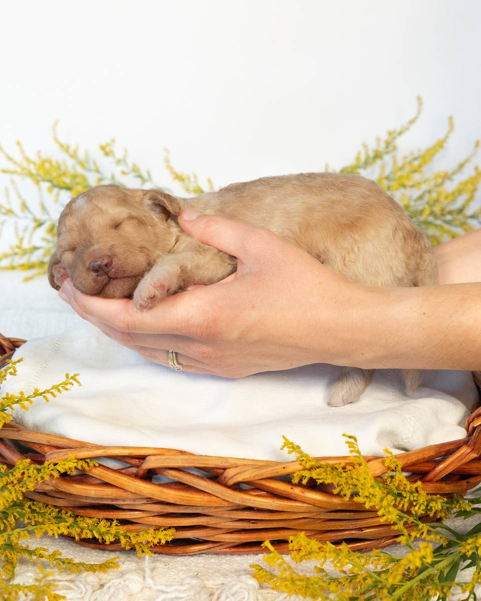 Ginny, a Golden Goldendoodle puppy