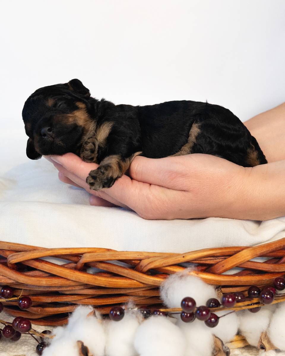 Caramel, a Black Phantom Cockapoo puppy