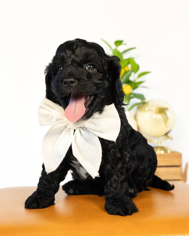 Dublin, a Black with White Markings Cockapoo puppy