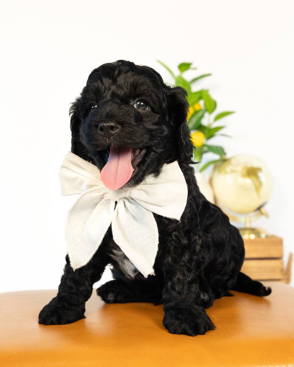 Dublin, a Black with White Markings Cockapoo puppy