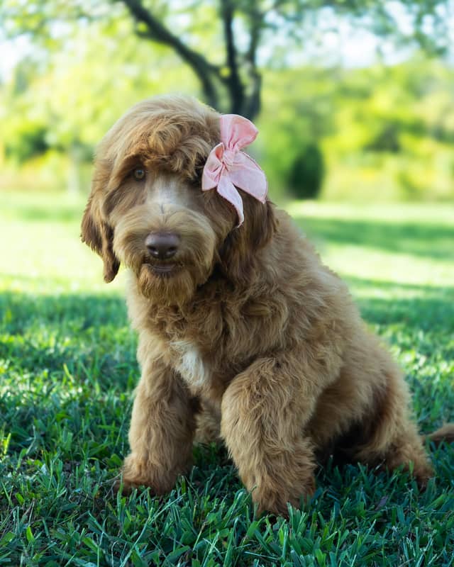 Nana, a Apricot with White Markings Goldendoodle puppy