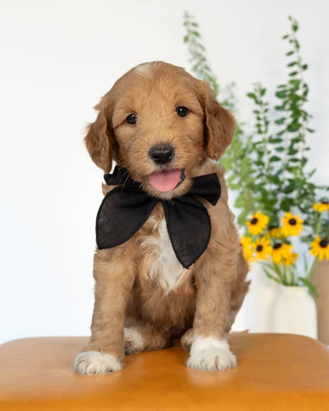 Dodge, a Golden with White Markings Goldendoodle puppy