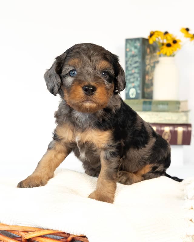 Dickens, a Blue Merle Phantom with White Markings Cockapoo puppy
