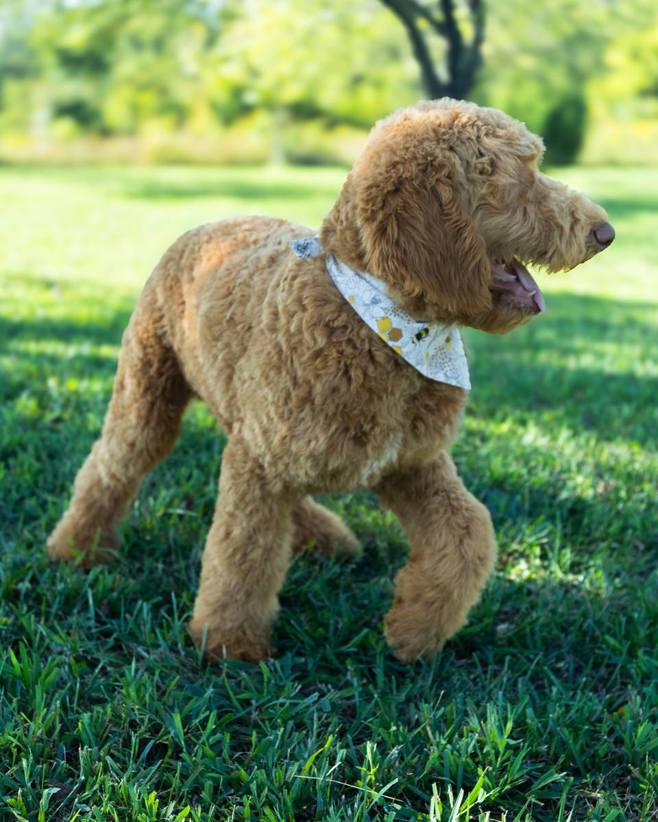Smee, a Golden with White Markings Goldendoodle puppy