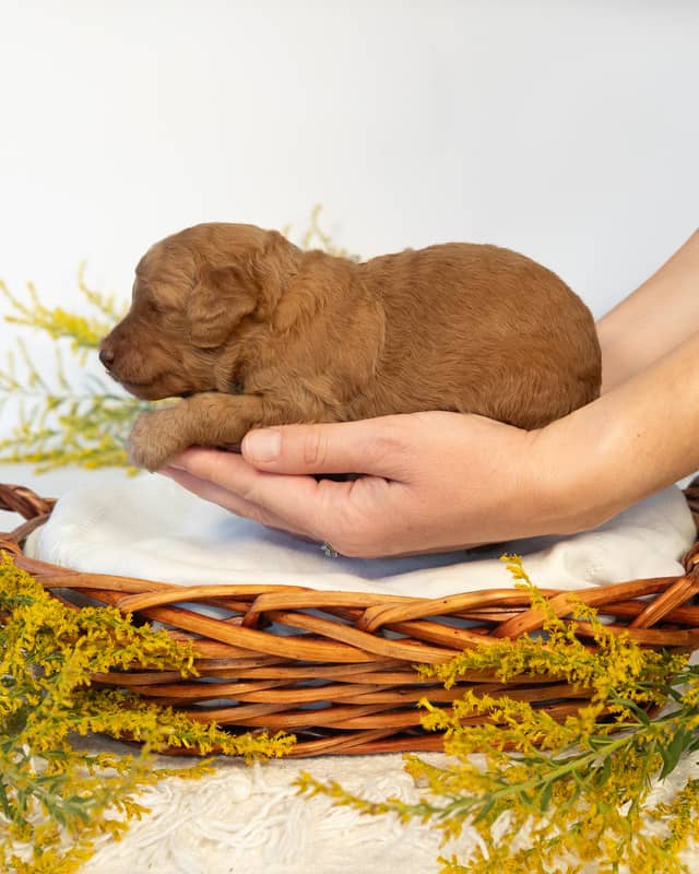 Harry, a Goldendoodle puppy