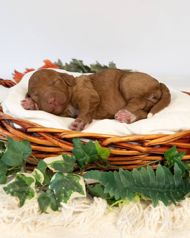 Wendy, a Golden with White Markings Goldendoodle puppy