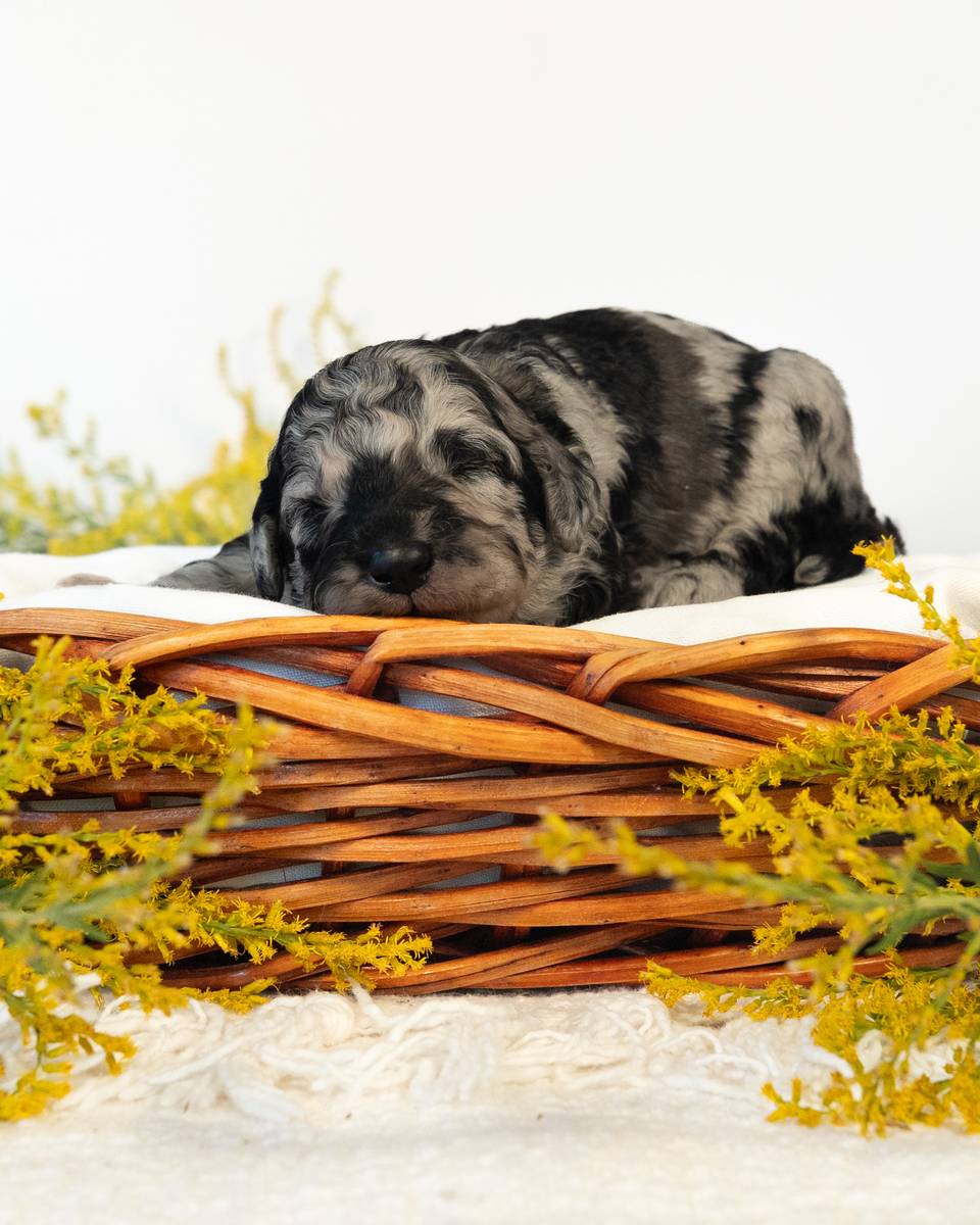 Dumbledore, a Blue Merle Goldendoodle puppy
