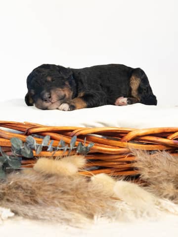 Phantom Bernedoodle puppy Thor