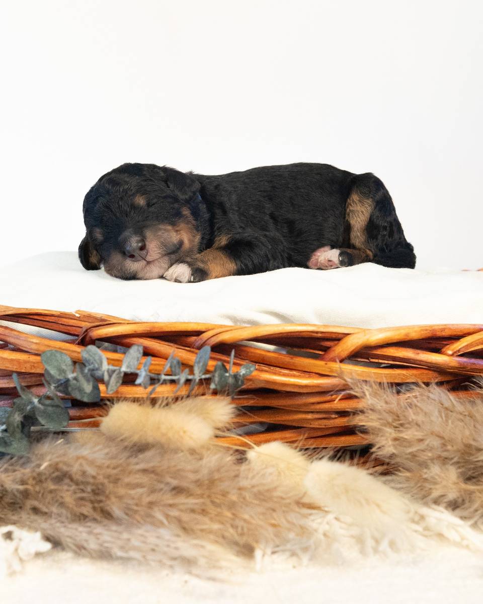 Thor — Phantom Bernedoodle puppy from Forever and Always Doodles, Virginia